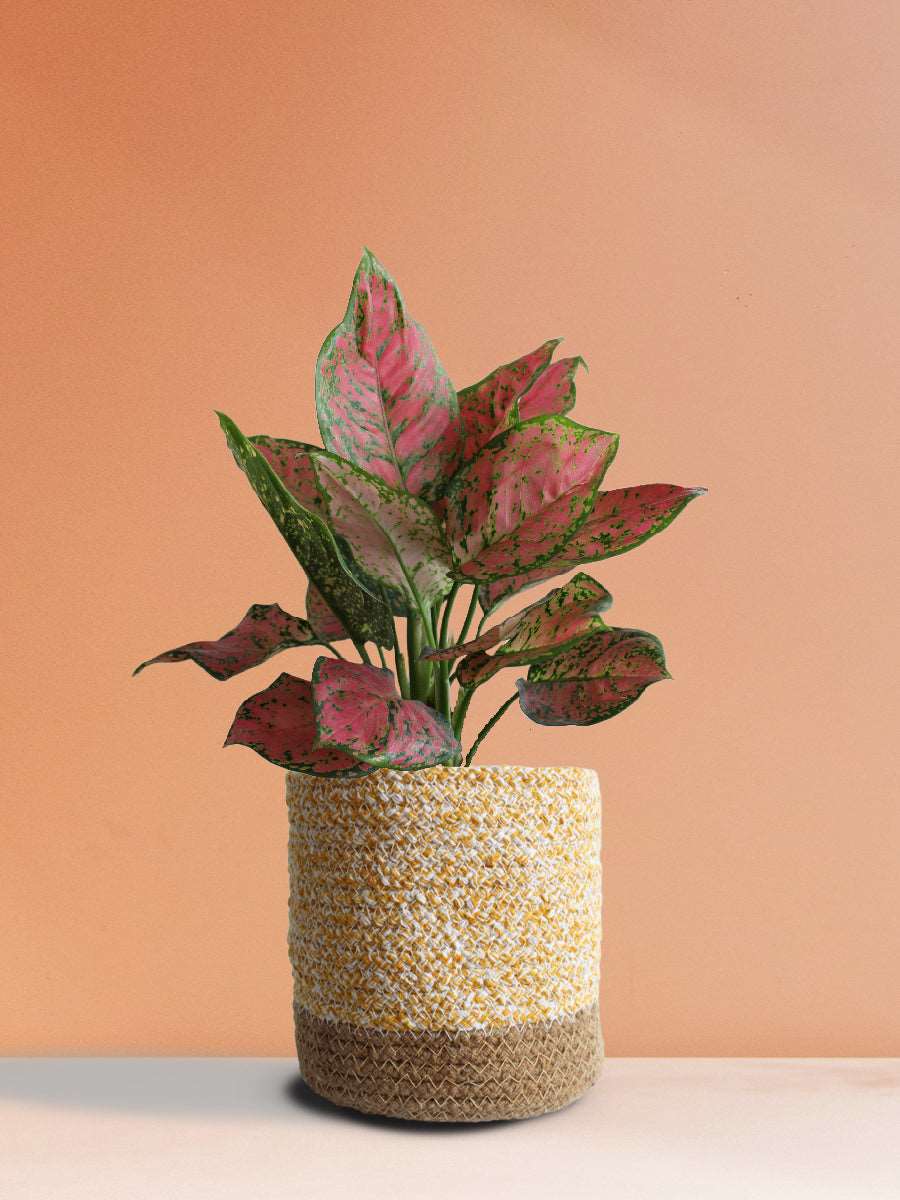 Aglaonema Red Valentine (Medium)