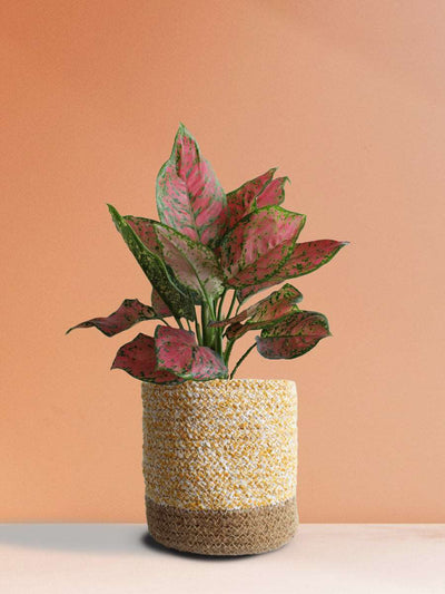Aglaonema Red Valentine (Medium)