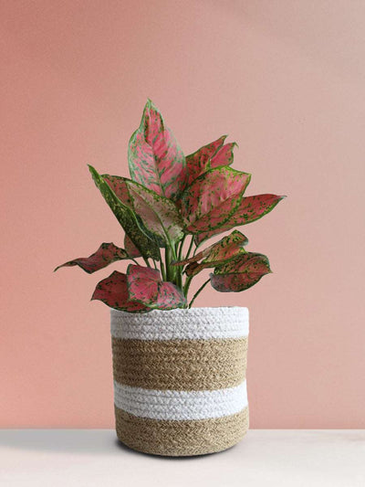 Aglaonema Red Valentine (Medium)