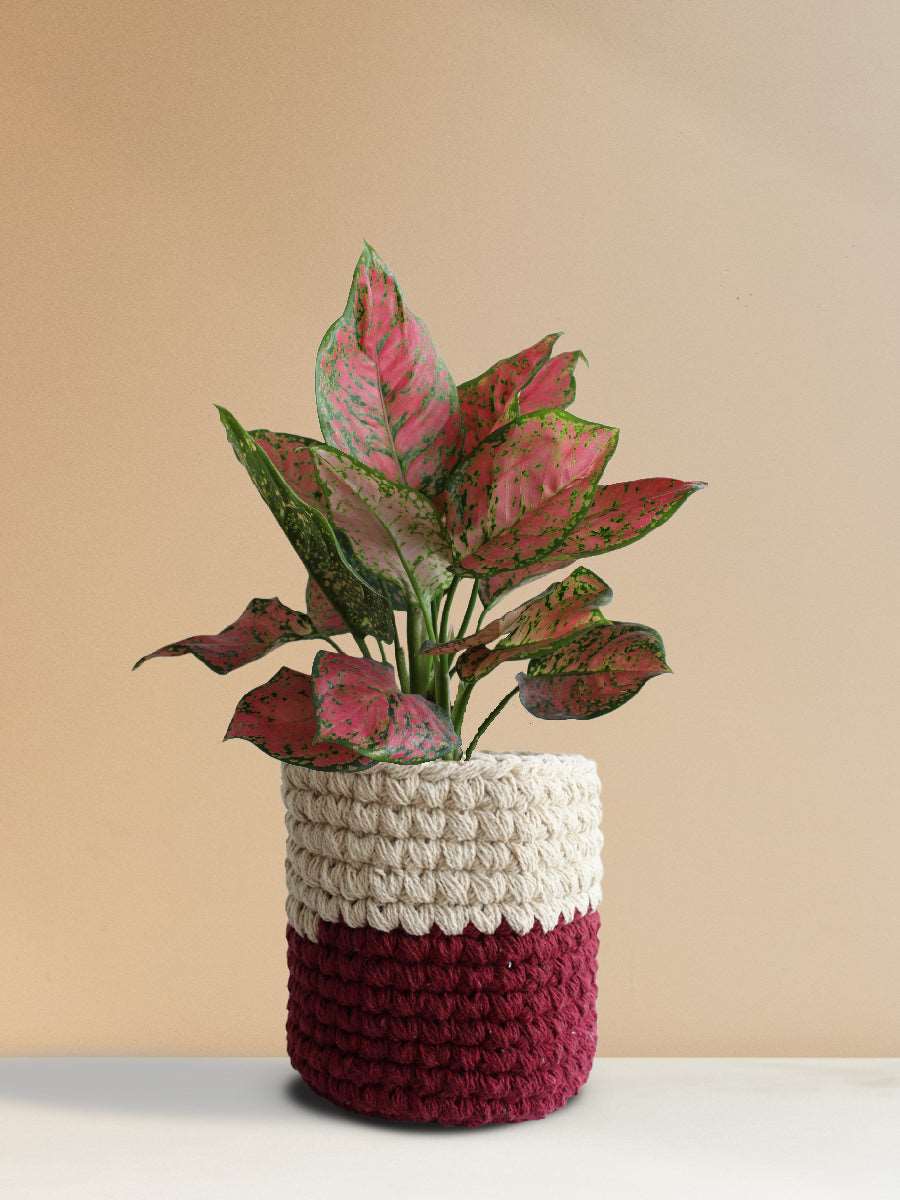 Aglaonema Red Valentine (Medium)