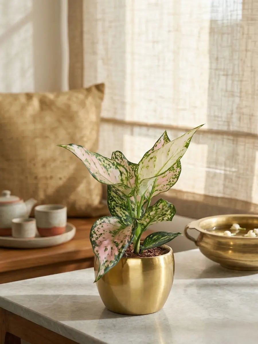 Aglaonema Wishes Plant in 4" Golden Metal Pot