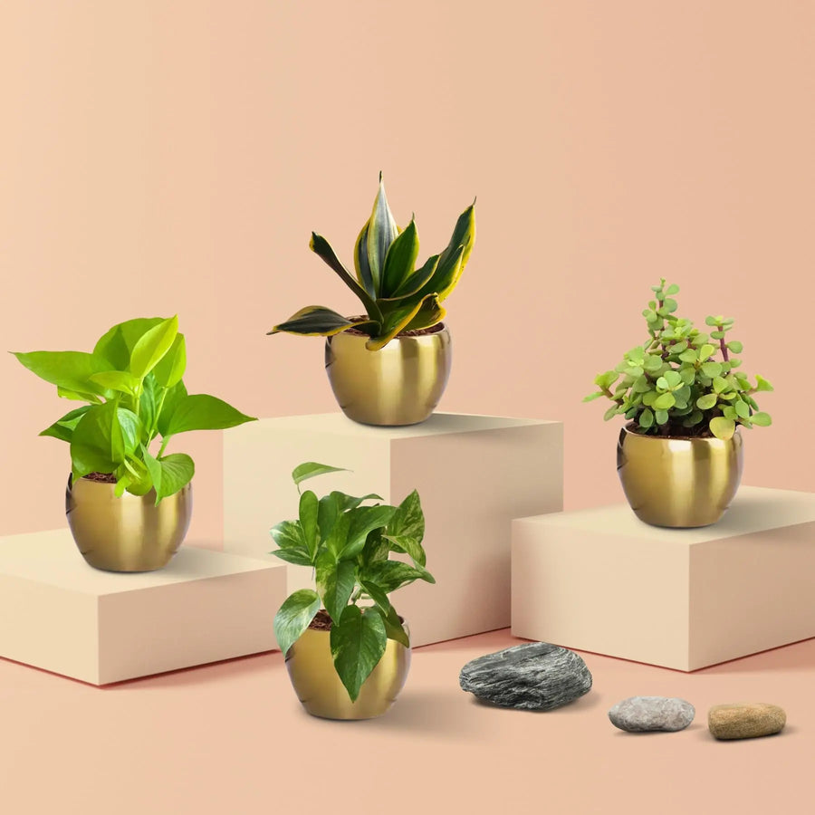 Air Purifying Plants Combo in Metal Pots (Small)