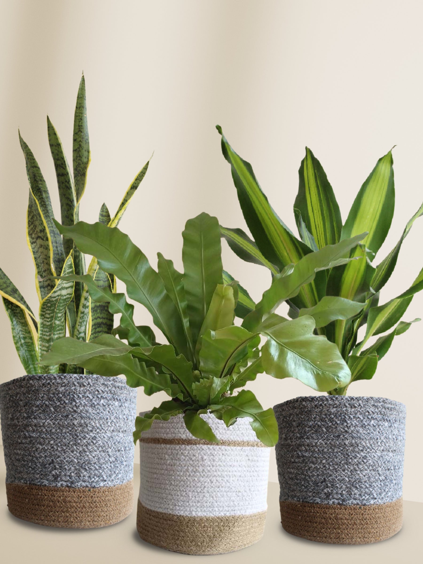Air-Purifying Plants Combo (XL Plants)