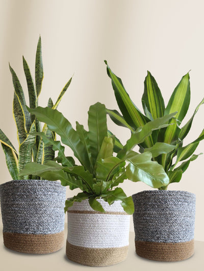 Air-Purifying Plants Combo (XL Plants)