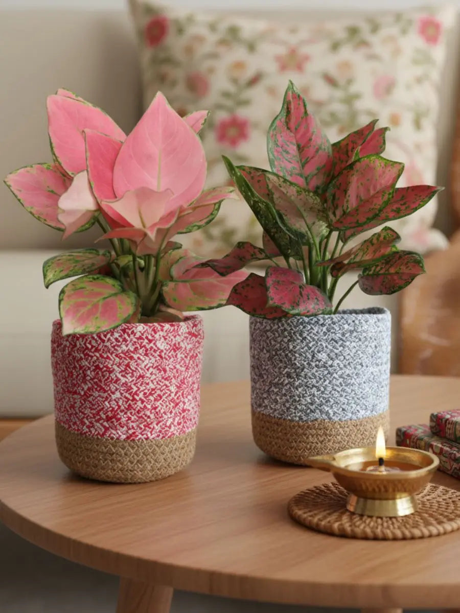 Lovely Pink Duo