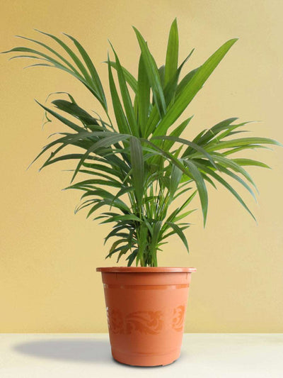 Areca Palm (X-Large)