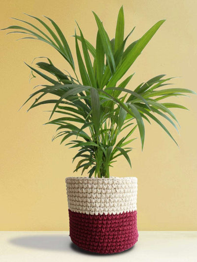 Areca Palm (X-Large)