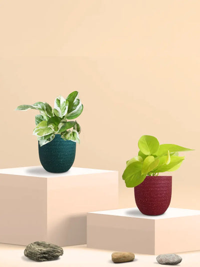 Bathroom Plants Combo (Small)