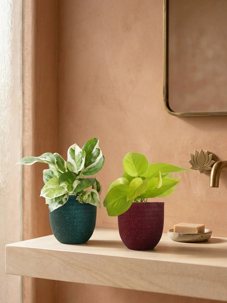 Bathroom Plants Combo (Small)