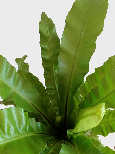 Bird's Nest Fern (X-Large)