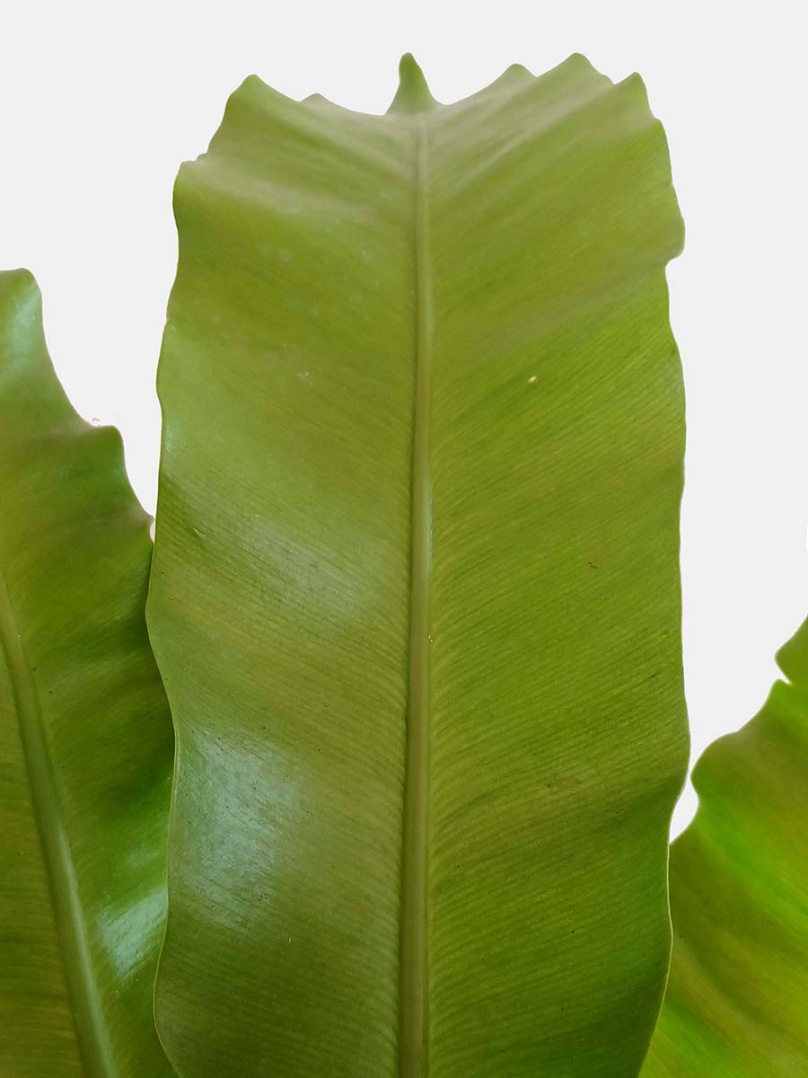 Bird's Nest Fern (X-Large)