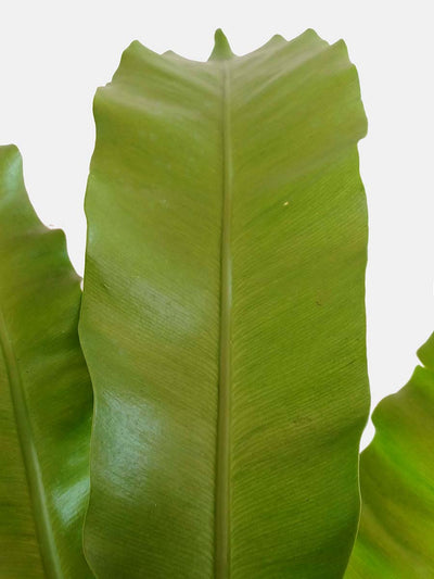 Bird's Nest Fern (X-Large)