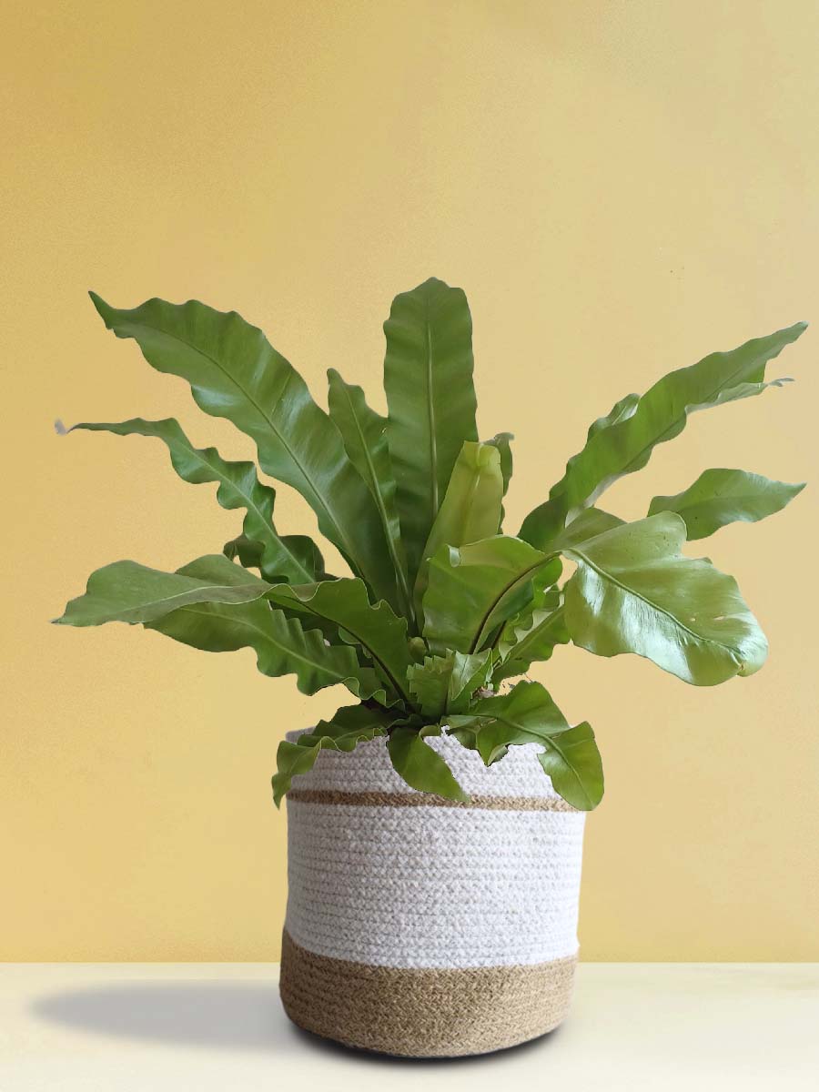 Air-Purifying Plants Combo (XL Plants)