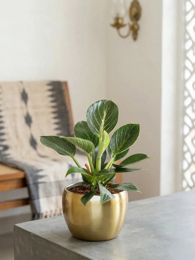 Birkin Philodendron Plant in 4" Golden Metal Pot