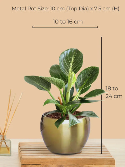 Birkin Philodendron Plant in 4" Golden Metal Pot