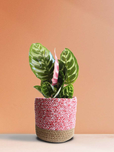 Calathea Peacock (Medium)