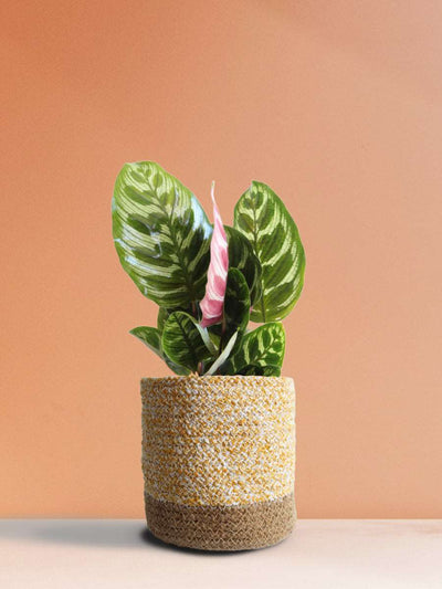 Calathea Peacock (Medium)