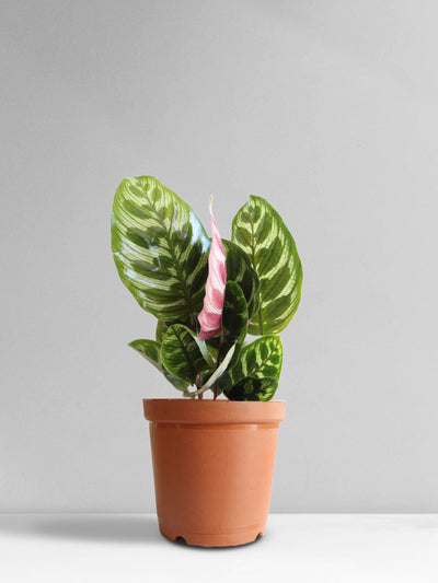 Calathea Peacock (Medium)
