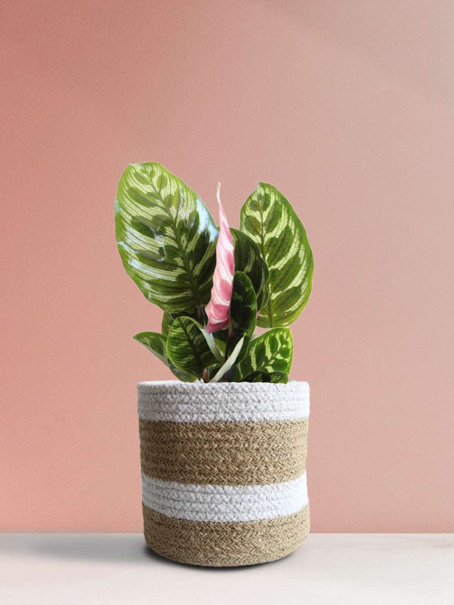 Calathea Peacock (Medium)