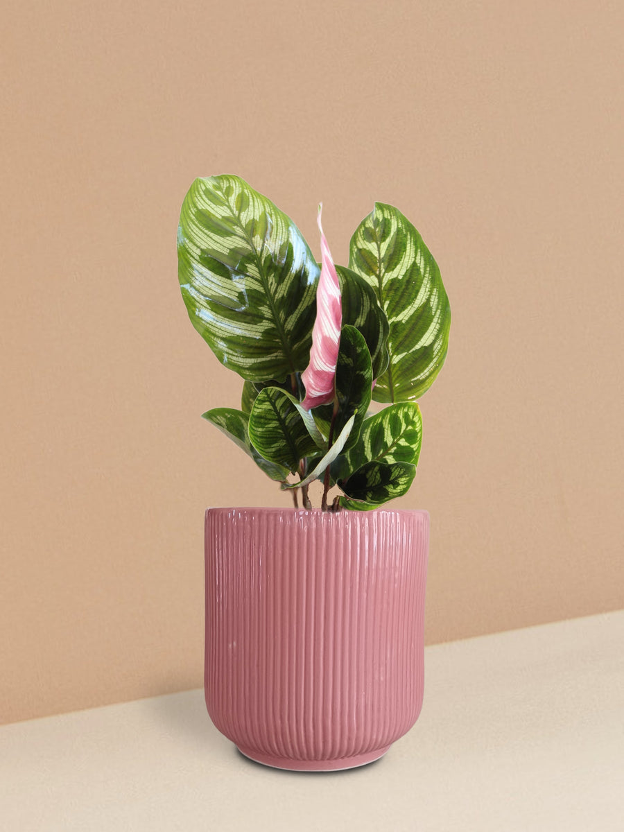 Calathea Peacock Plant in Ceramic Pot (Medium)