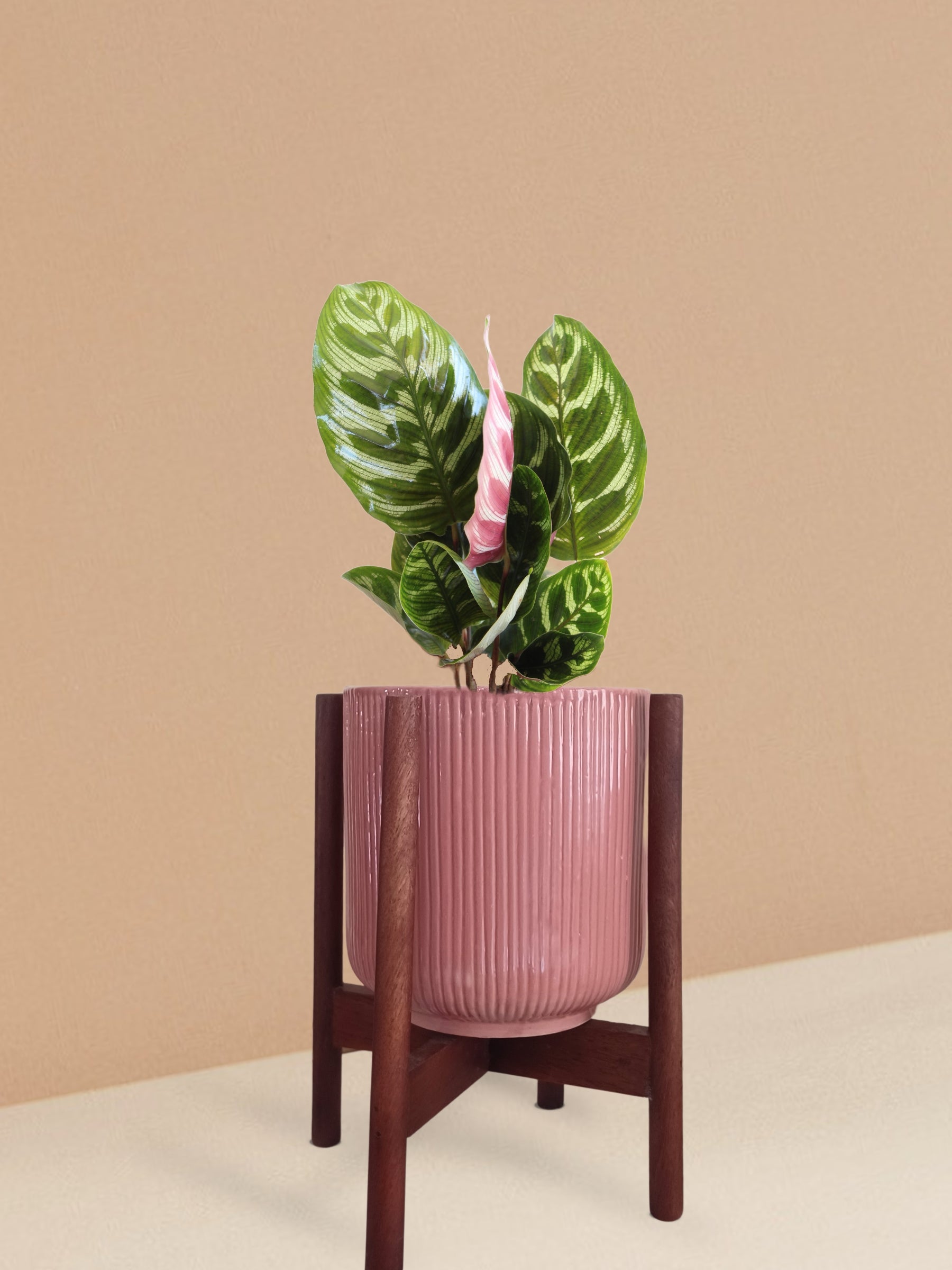 Calathea Peacock Plant in Ceramic Pot (Medium)