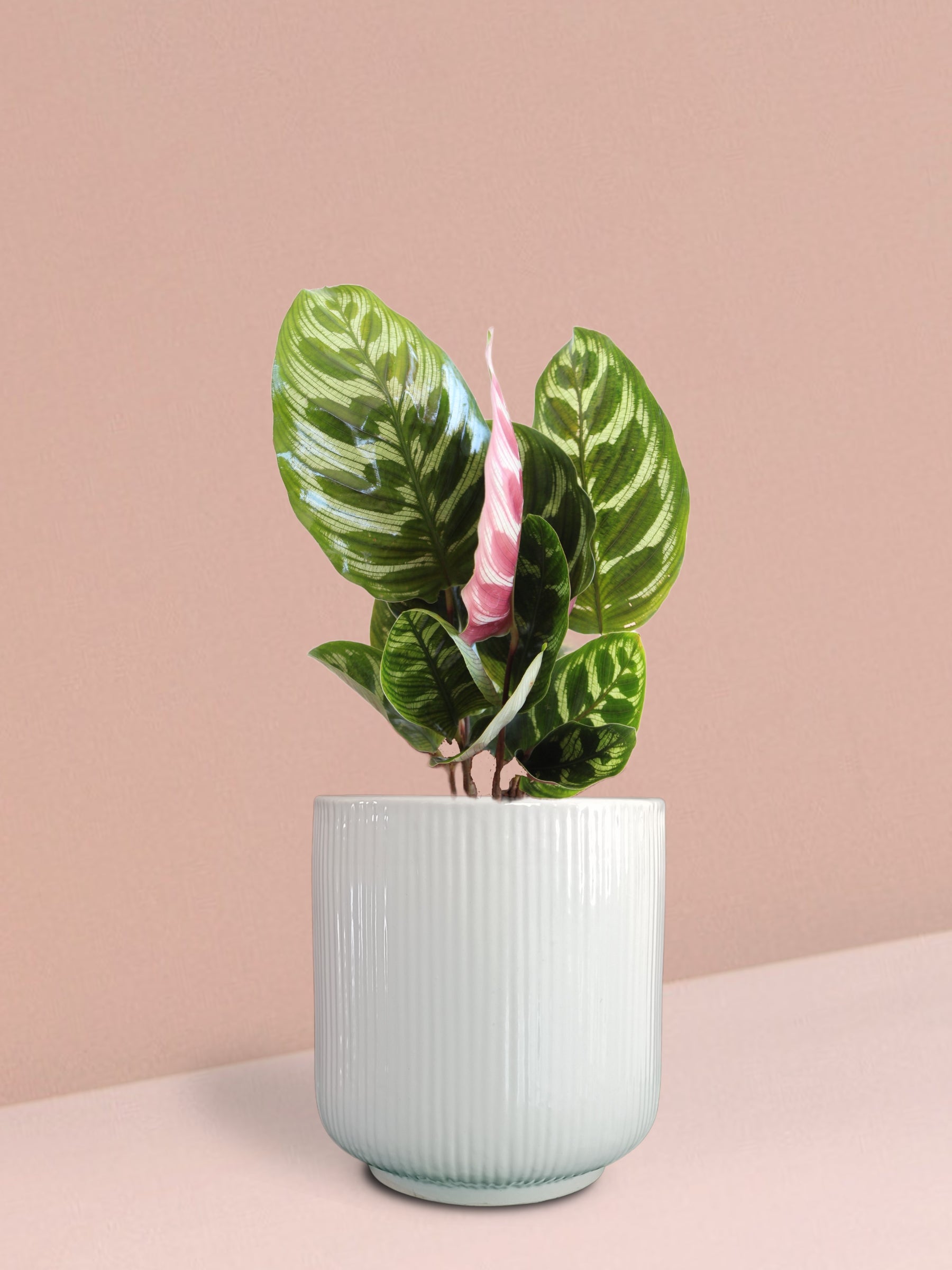 Calathea Peacock Plant in Ceramic Pot (Medium)