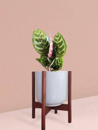 Calathea Peacock Plant in Ceramic Pot (Medium)