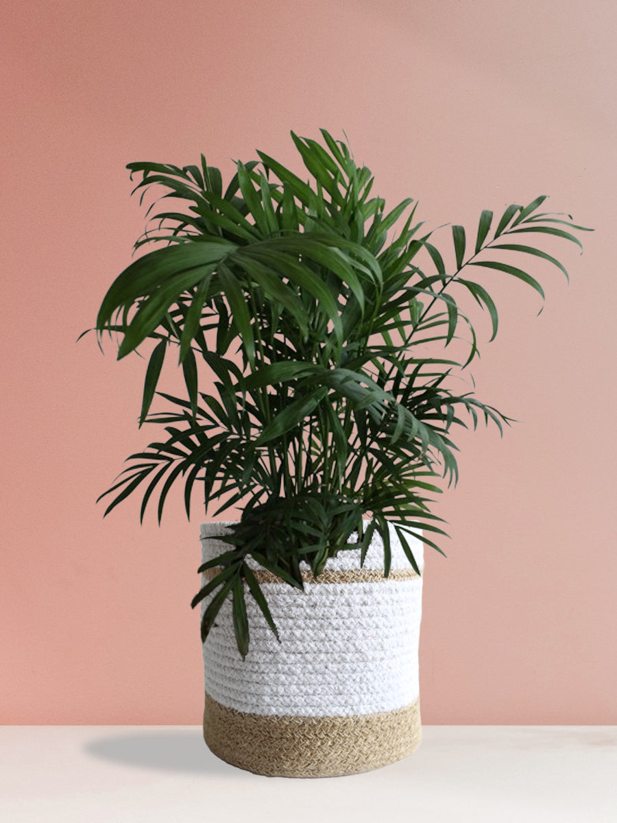 Easy-Care Air-Purifying Plants Combo