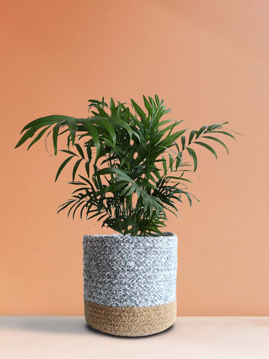 Bamboo / Chamaedorea Palm (Medium)