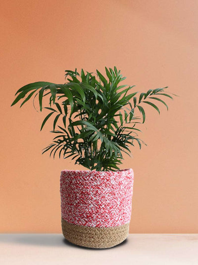 Bamboo / Chamaedorea Palm (Medium)