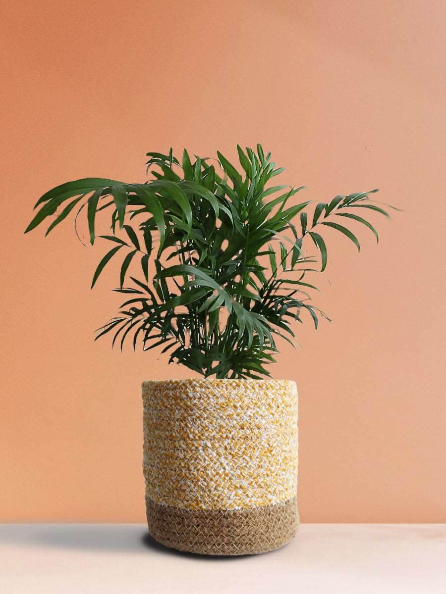 Bamboo / Chamaedorea Palm (Medium)