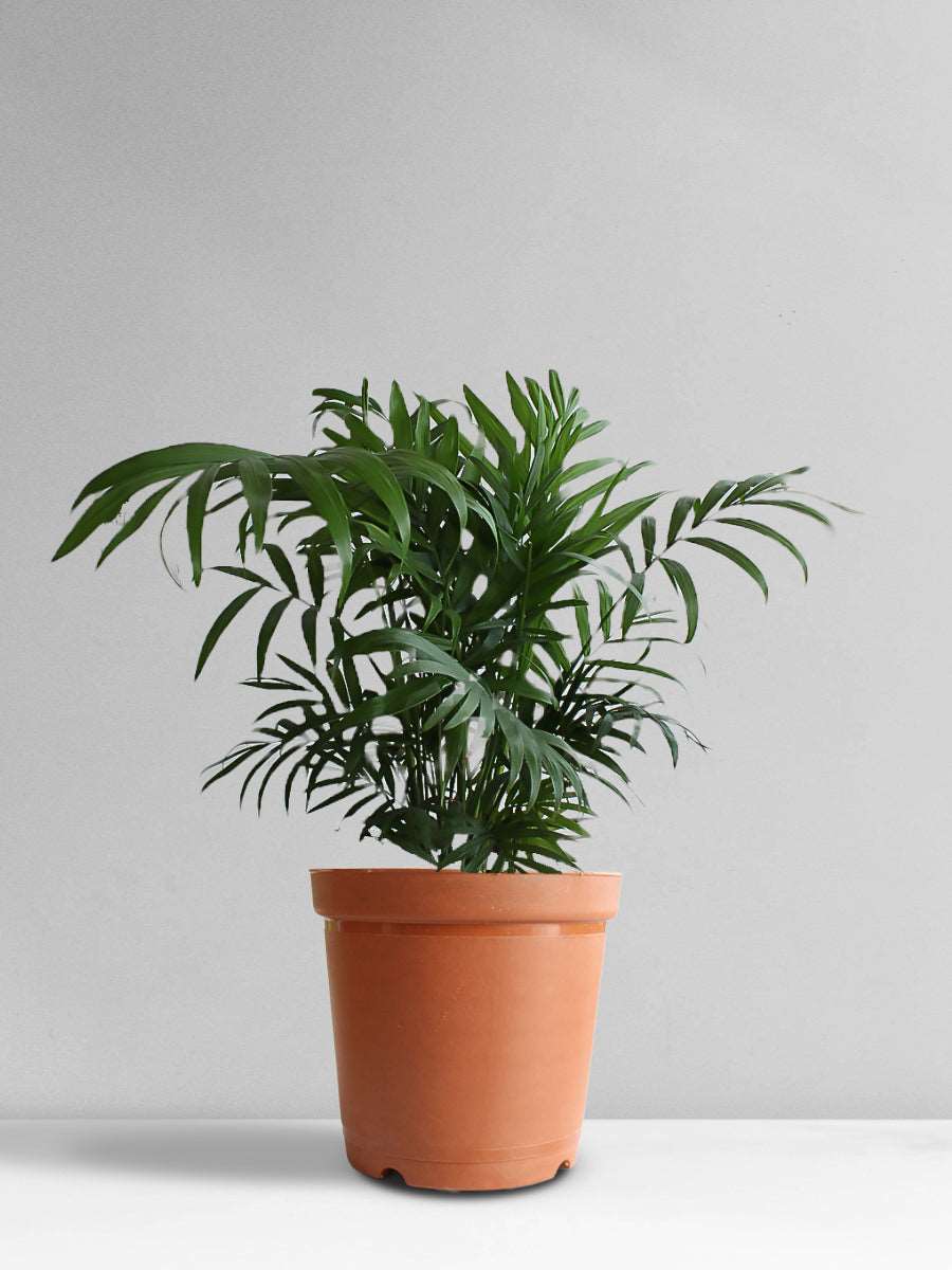 Bamboo / Chamaedorea Palm (Medium)