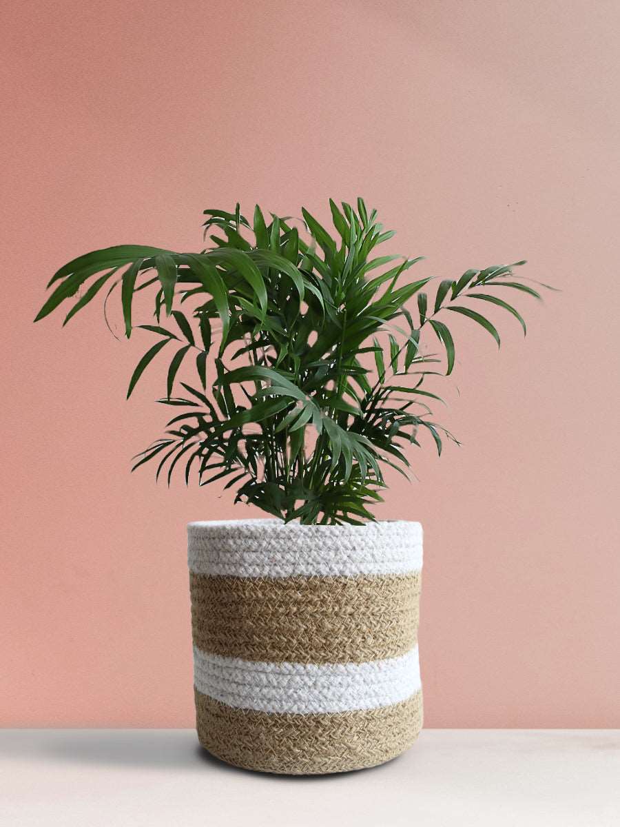 Bamboo / Chamaedorea Palm (Medium)
