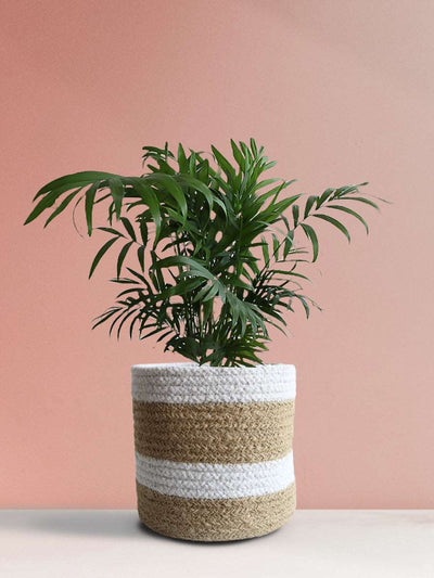 Bamboo / Chamaedorea Palm (Medium)