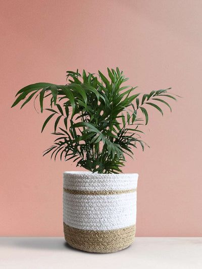 Bamboo / Chamaedorea Palm (Medium)