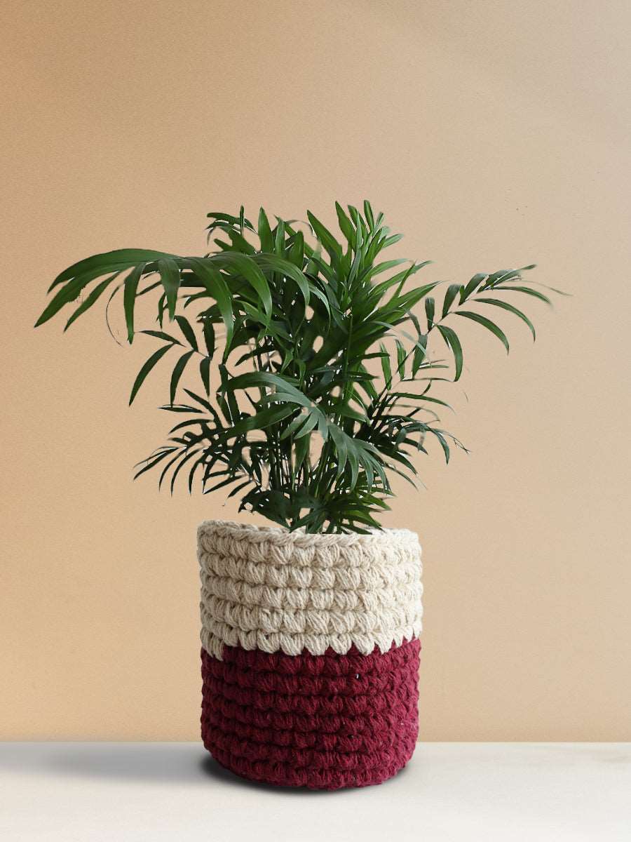 Bamboo / Chamaedorea Palm (Medium)