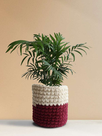 Bamboo / Chamaedorea Palm (Medium)