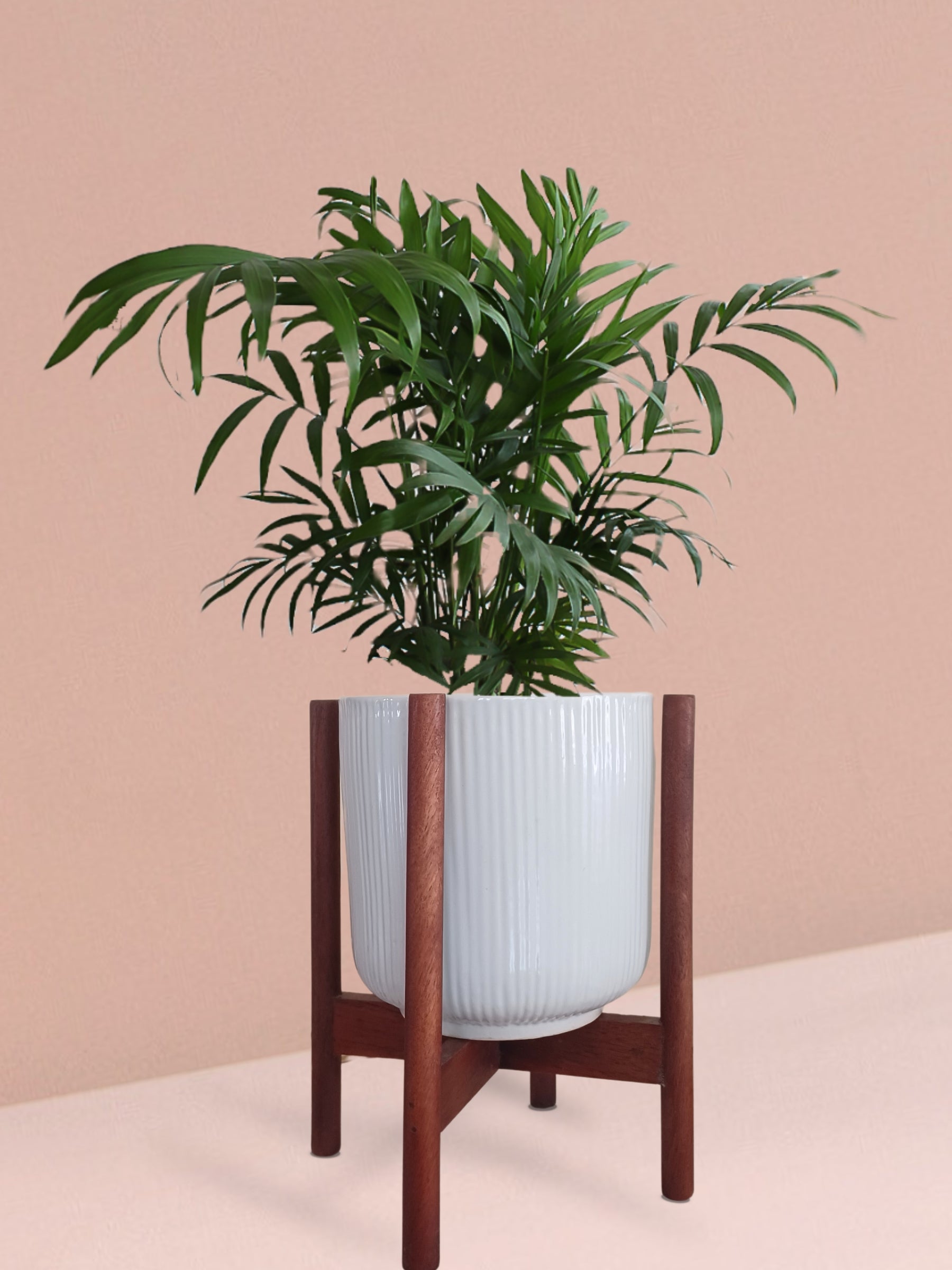 Chamaedorea Palm Plant in Ceramic Pot (Medium)