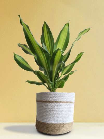 Air-Purifying Plants for Living Room