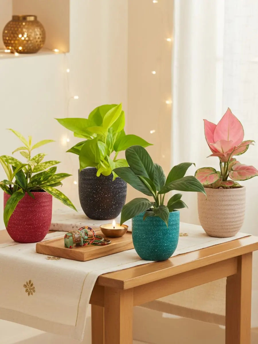 Easy Care Air Purifying Indoor Plants Combo (Small)