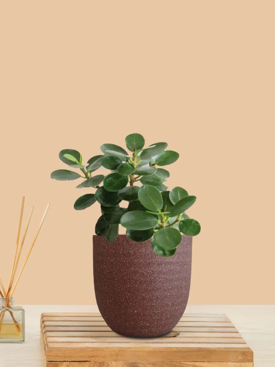 Ficus Compacta Plant (Small) in Eco Pot