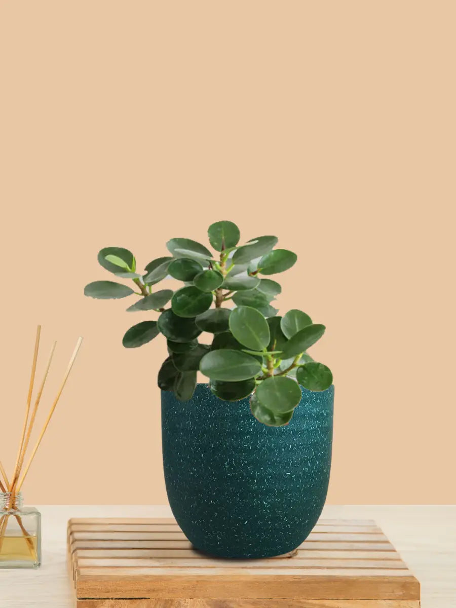 Ficus Compacta Plant (Small) in Eco Pot