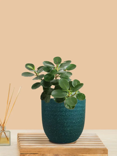 Ficus Compacta Plant (Small) in Eco Pot