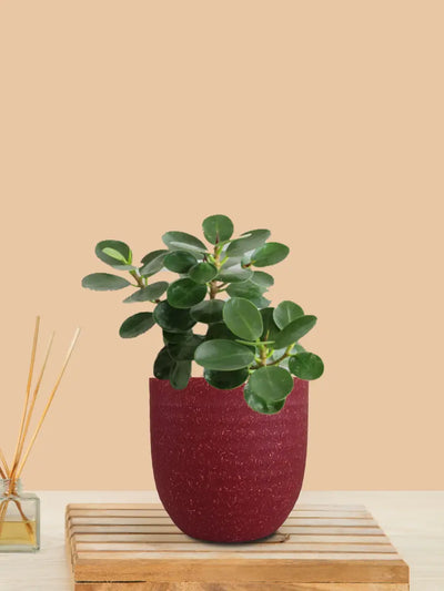 Ficus Compacta Plant (Small) in Eco Pot