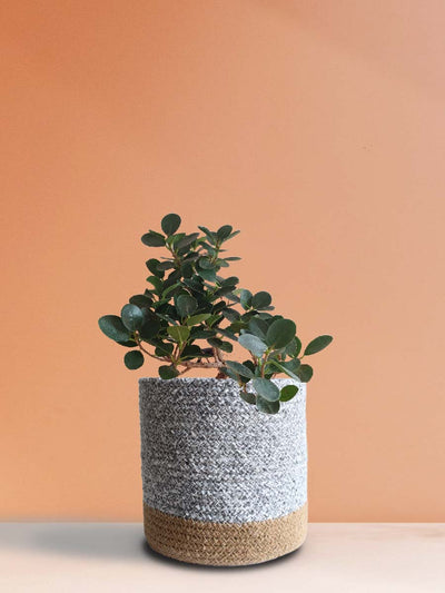 Ficus Compacta Plant (Large)