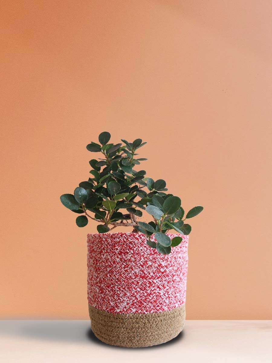 Ficus Compacta Plant (Large)