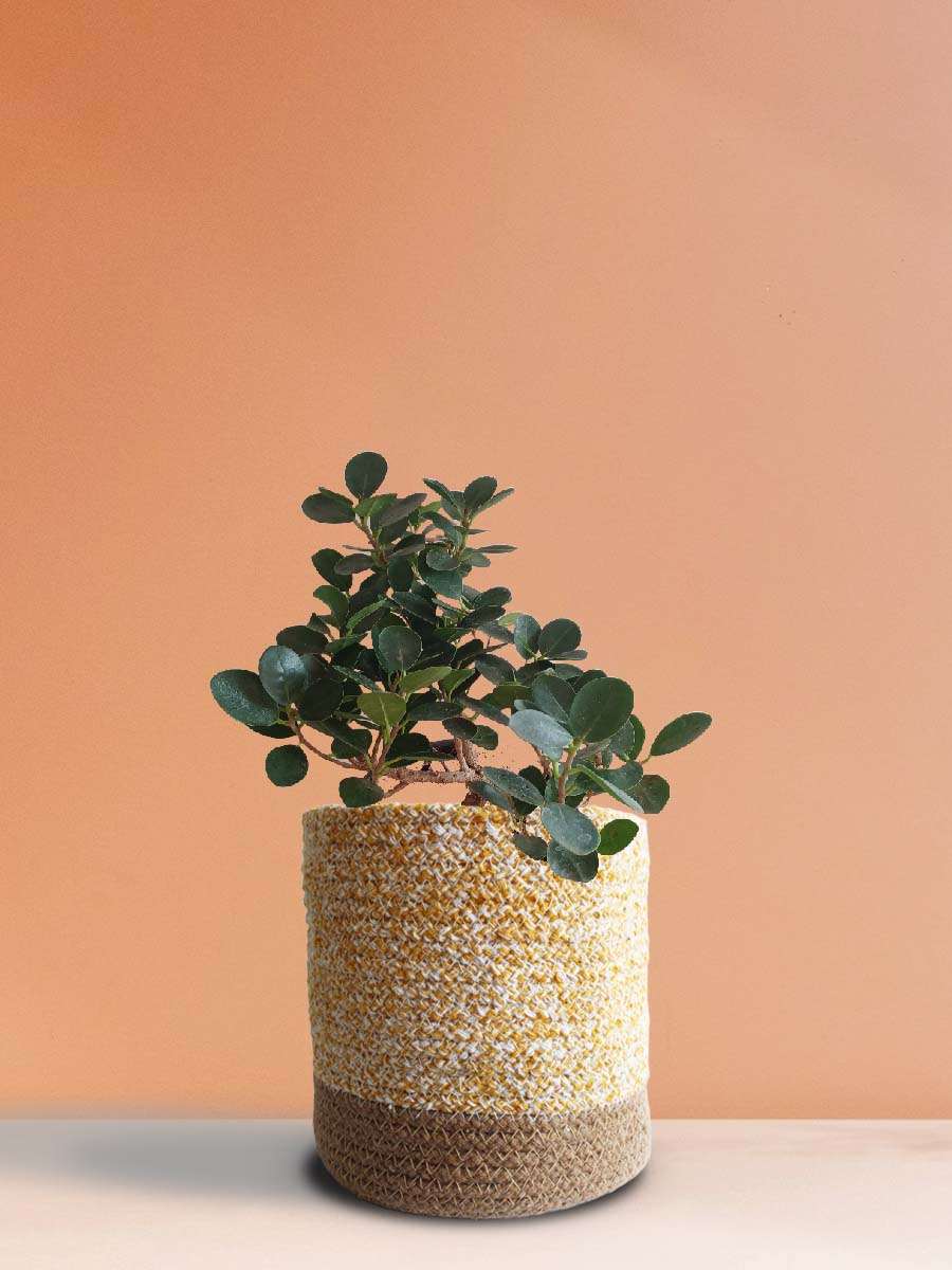 Ficus Compacta Plant (Large)