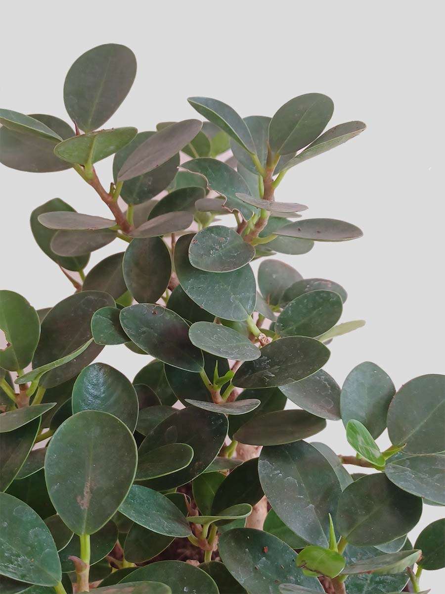 Ficus Compacta Plant (Large)