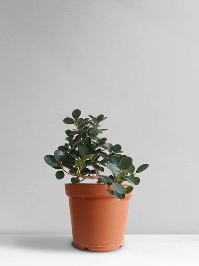 Ficus Compacta Plant (Large)