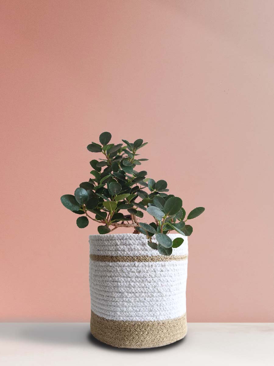 Ficus Compacta Plant (Large)